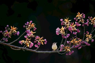 枝头繁花伴小鸟