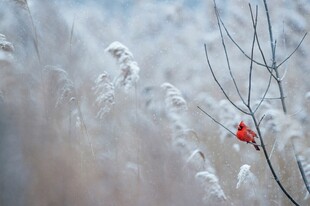 雪中独绽红梅