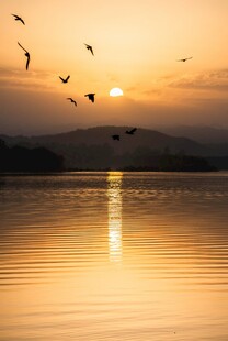 夕阳下飞鸟掠过平静湖面