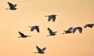 夕阳下群鸟翱翔