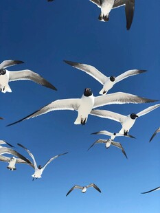 蓝天中飞翔的成群海鸥