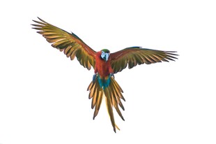 飞翔的多彩鹦鹉