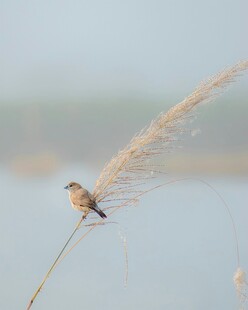 苇枝上的小鸟