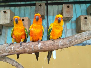 三只色彩鲜艳鹦鹉栖于枝上