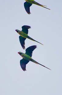 三只鹦鹉翱翔蓝天