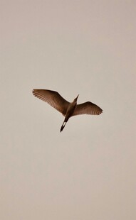 空中翱翔的飞鸟