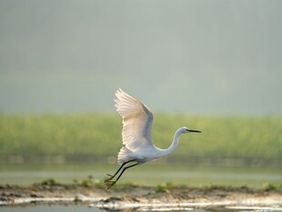 白鹭展翅于湿地