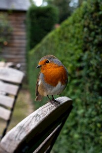 木椅上的橙色胸脯小鸟