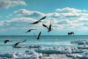 海空飞鸟与浮冰景观