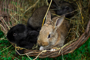 草篮中的可爱小兔子