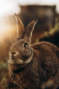 野外棕色野兔特写