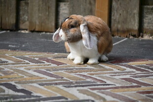 可爱垂耳兔于多彩地面