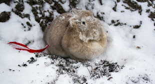 雪地中的毛茸茸猫咪