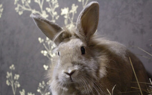 可爱灰兔置身花草间