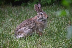 草地上的可爱小兔子