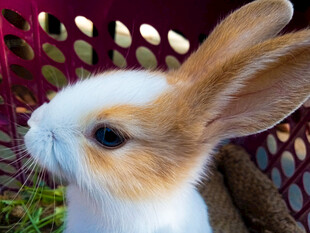 可爱小白兔特写