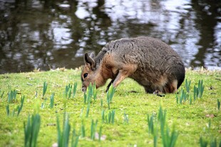 草地上觅食的野生动物