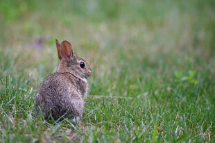 草地上的可爱小兔子