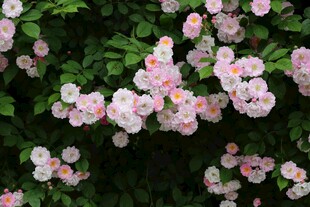 粉色蔷薇花绽放