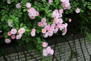 粉色蔷薇攀爬于围栏之上