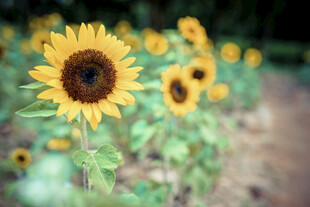 向日葵花田绽放的美丽