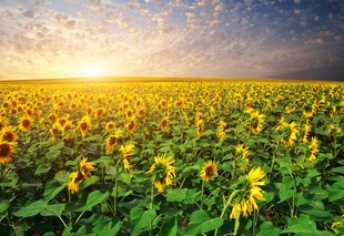 向日葵花海的灿烂日出