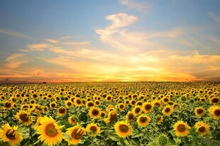 夕阳下的向日葵花田