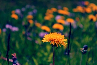 田野间绽放的绚烂小黄花
