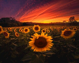 夕阳下的向日葵花海