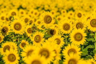灿烂向日葵花海