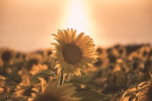 夕阳下的向日葵花海