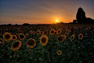 夕阳下的向日葵花海
