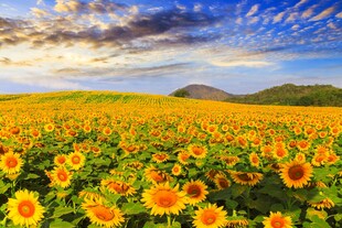金色向日葵花田美景
