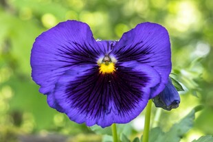 紫色三色堇特写