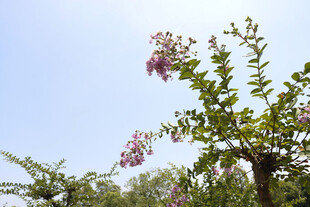 蓝天映衬下的繁茂花枝