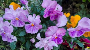 多彩三色堇绽放美丽瞬间