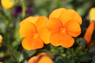 橙色三色堇花朵特写