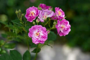 娇艳粉色蔷薇花绽放