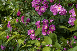 绽放的紫色花卉