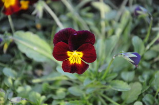 深紫红色三色堇花朵