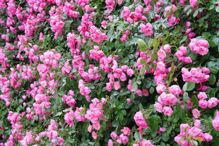 粉色繁花绽放的美丽景象