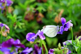 紫花上的白色蝴蝶