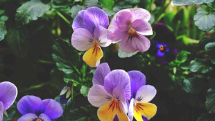 紫色三色堇绽放的美丽