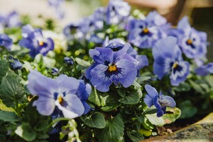 蓝紫色三色堇花卉特写