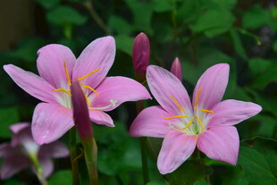 娇艳粉色风雨兰绽放