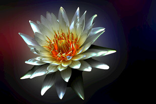 梦幻绽放的白色莲花