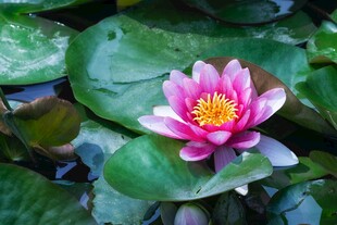 娇艳睡莲绽放于绿叶间