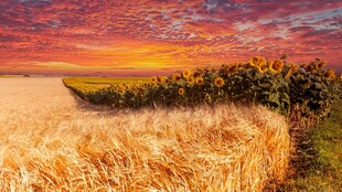 夕阳下的麦田与船只美景