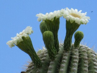 顶部开花的仙人掌