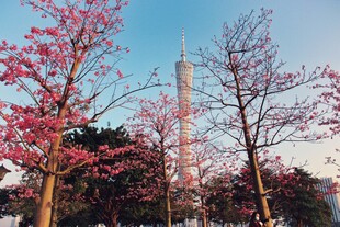 春日繁花与通信塔景观